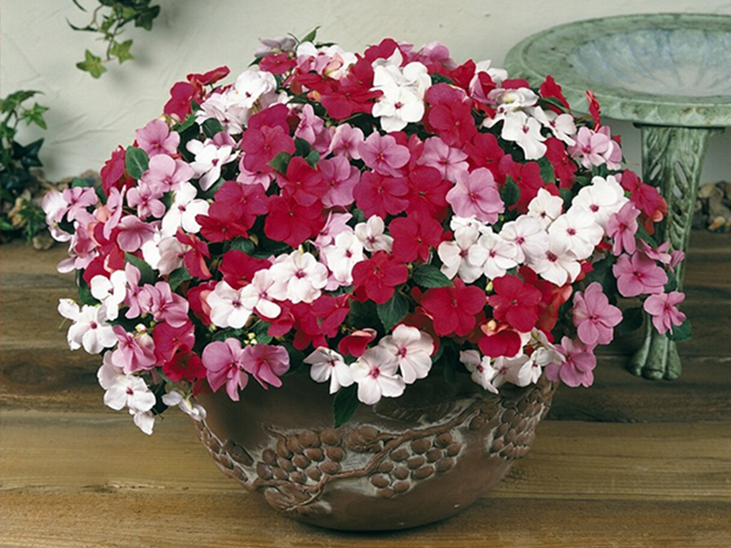 hoa-ngoc-thao
